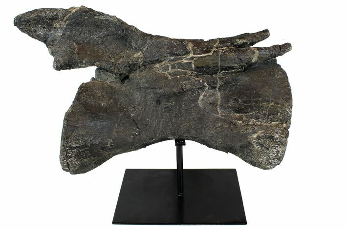Diplodocus Caudal Vertebra With Metal Stand - Colorado #77918